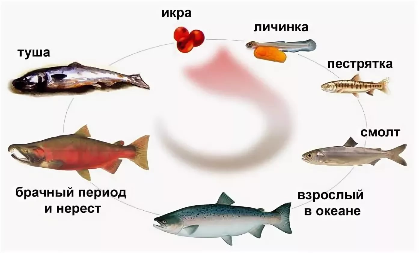 Рыба рипус: описание вида и особенности ловли, места обитания, жизненный цикл