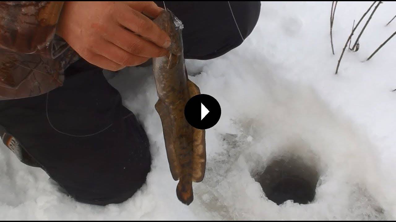 Ловля налима зимой: на поставушки и донные блёсны