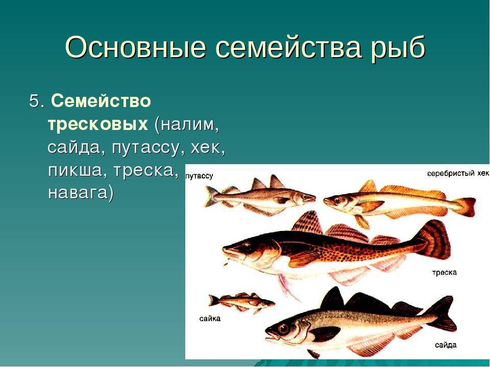 Треска - 96 фото важнейшей промысловой рыбы во всем мире