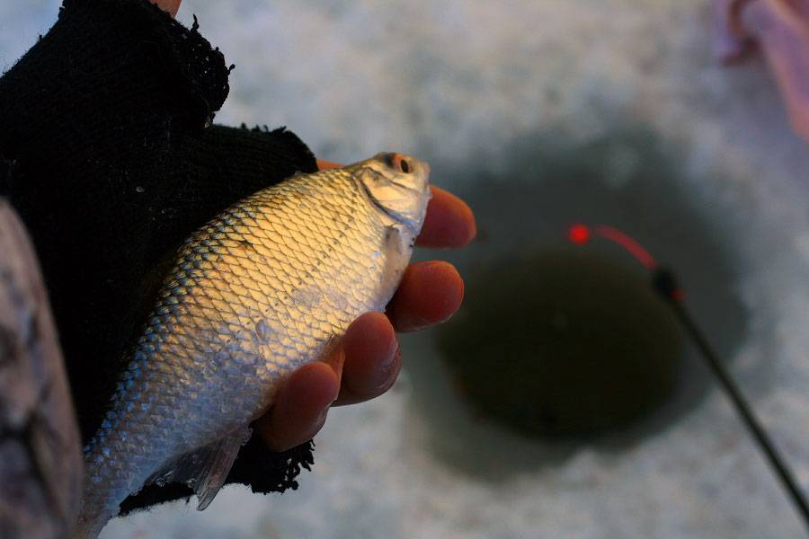 Рыбалка зимой новые видео 2021 безмотылка — выбираем лучшие
