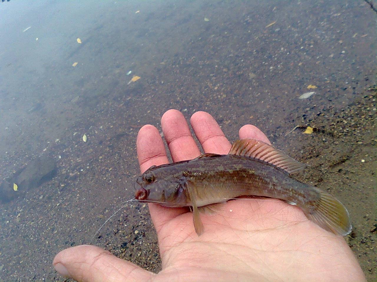 черное море рыба бычок