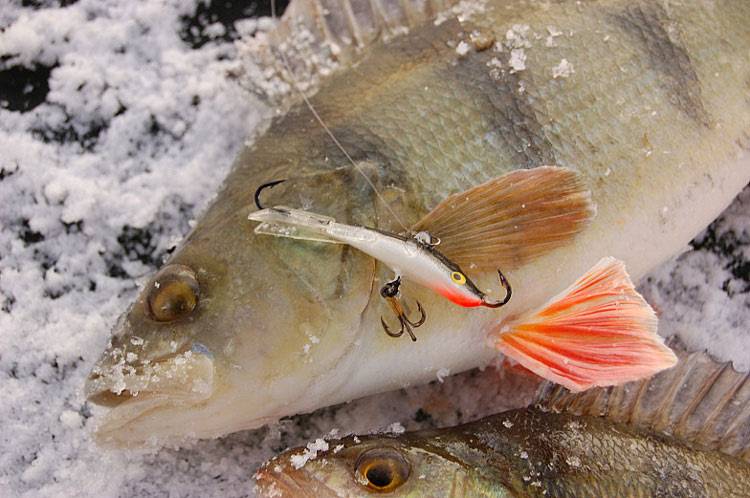 Ловись рыбка маленькая и большая: рейтинг лучших балансиров на окуня для хорошего улова