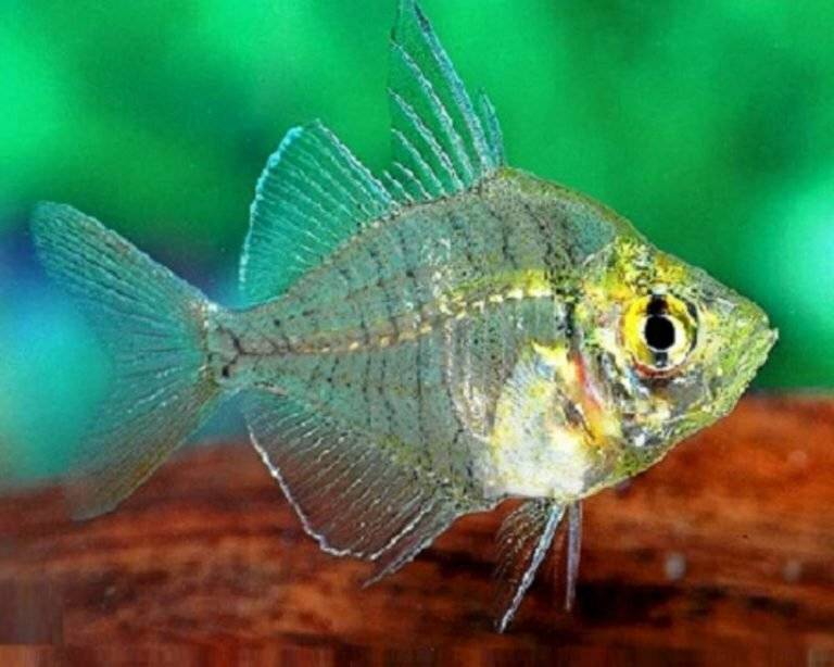 Прозрачная рыба - названия аквариумных рыбок: стеклянные окуни, тетры, угри, сомы, рыба хирург