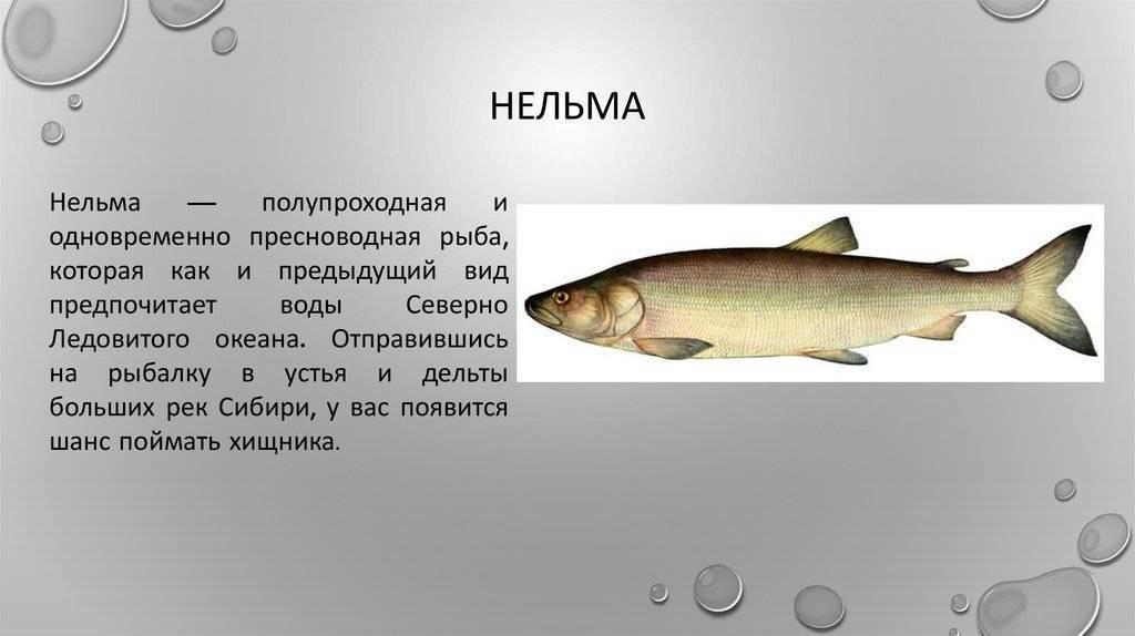 Рыба белорыбица: описание внешнего вида, мест обитания, ценность вида и фото