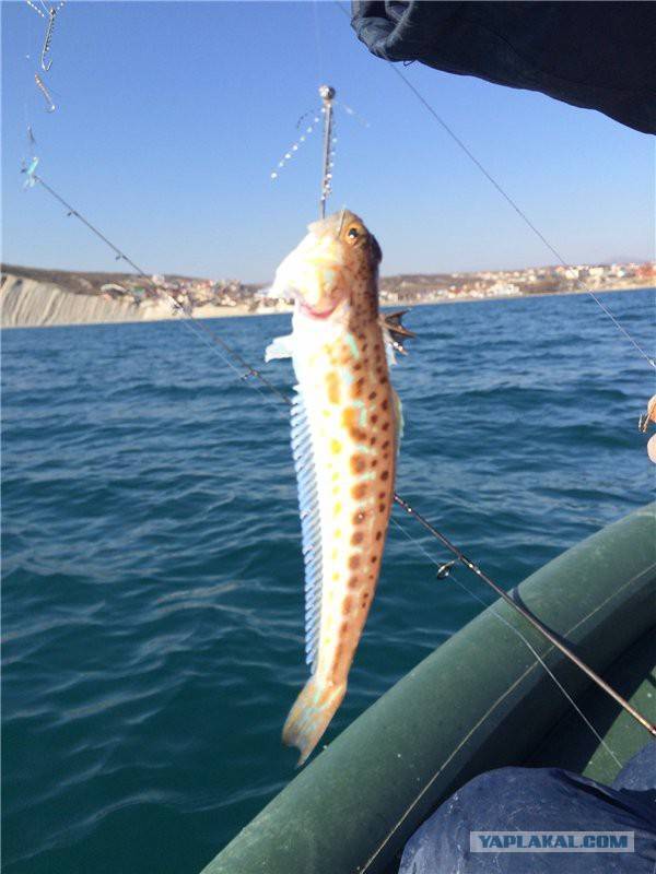 Рыбы, обитающие в азовском море