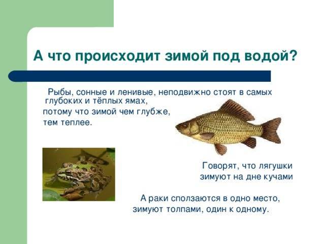Как спят рыбы – особенности, интересные факты