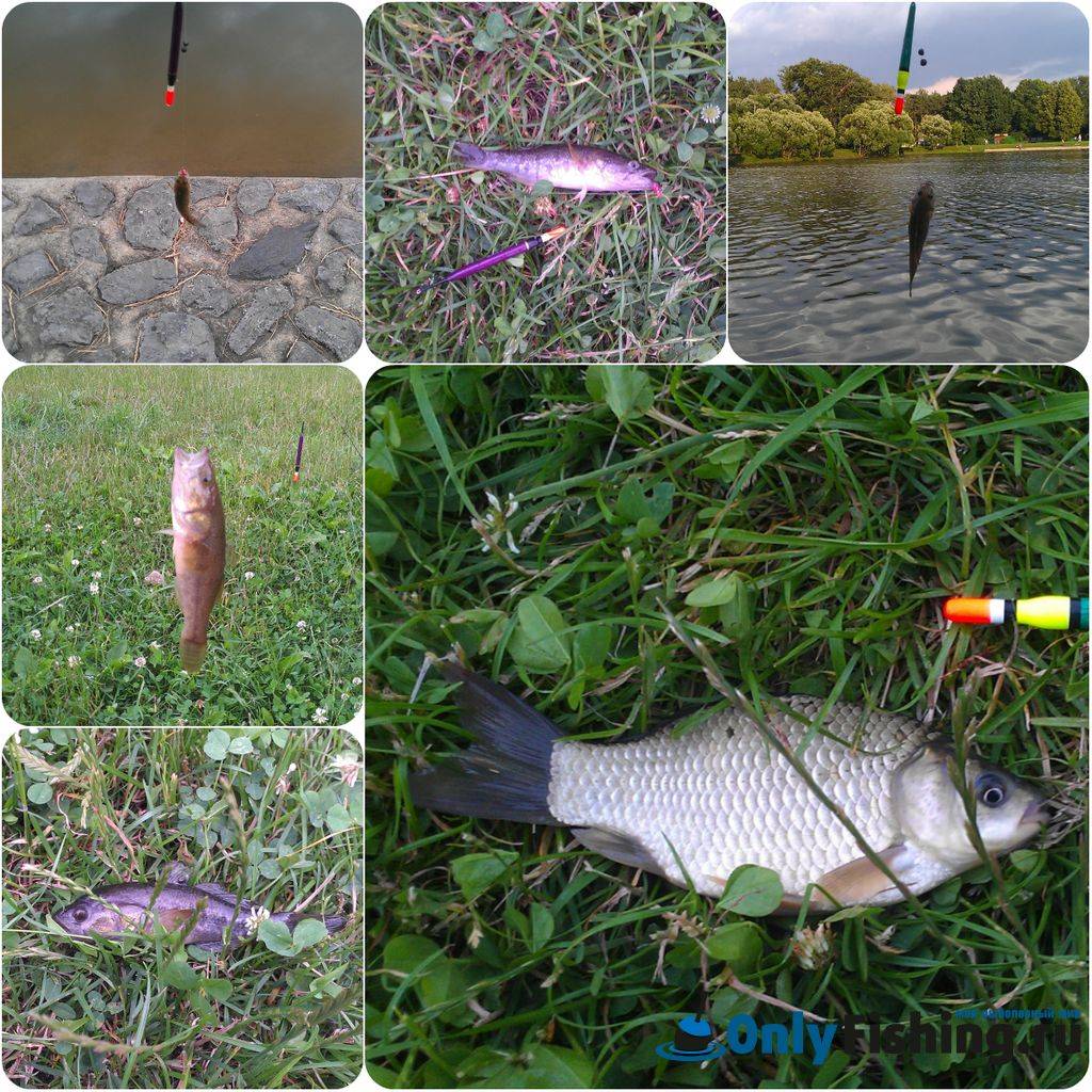 Рыбалка в леоново: чеховский район, подмосковье - платная рыбалка в чехове московской области, мосфишер