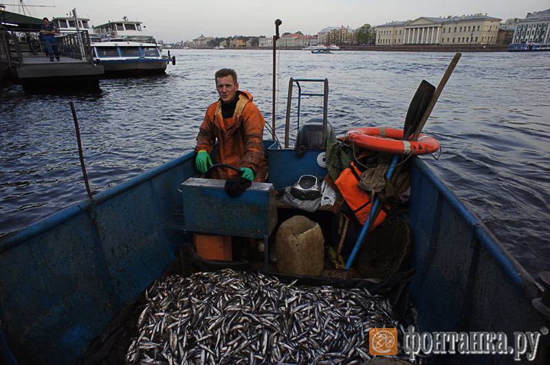 Рыбалка в ленинградской области — рыболовные базы, лучшие места для ловли (карта рыбных мест)