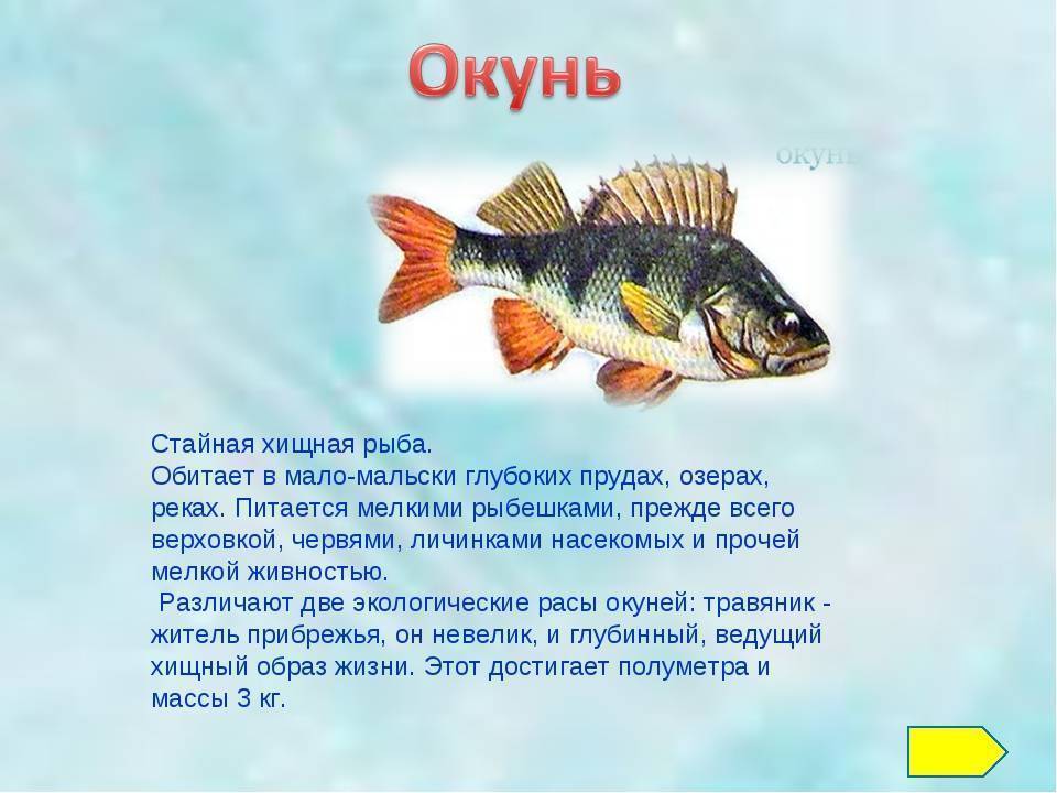 ᐉ жареная краснопёрка - рыбные рецепты - ✅ ribalka-snasti.ru