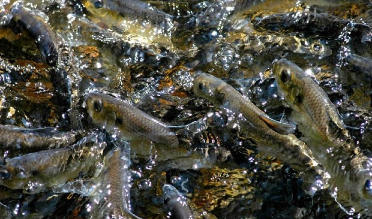 Жерех — рыба семейства карповых, места обитания и способы ловли жереха на различную наживку