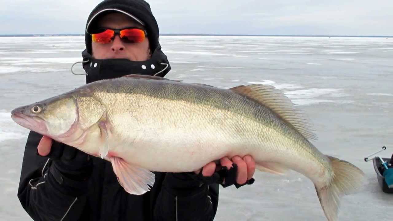 Как ловить корюшку на финском заливе