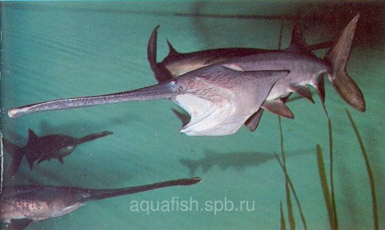 Рыба веслонос: фото, описание жизненного цикла, ареал обитания, особенности ловли