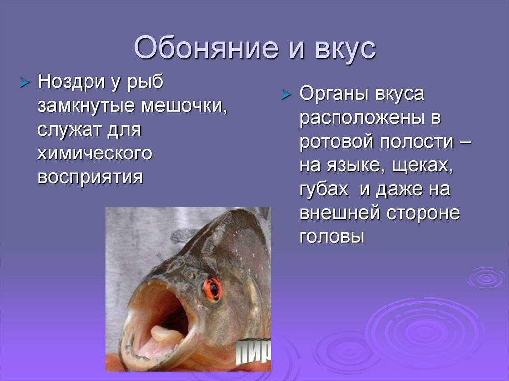 Какой слух у рыб и rак работает орган слуха