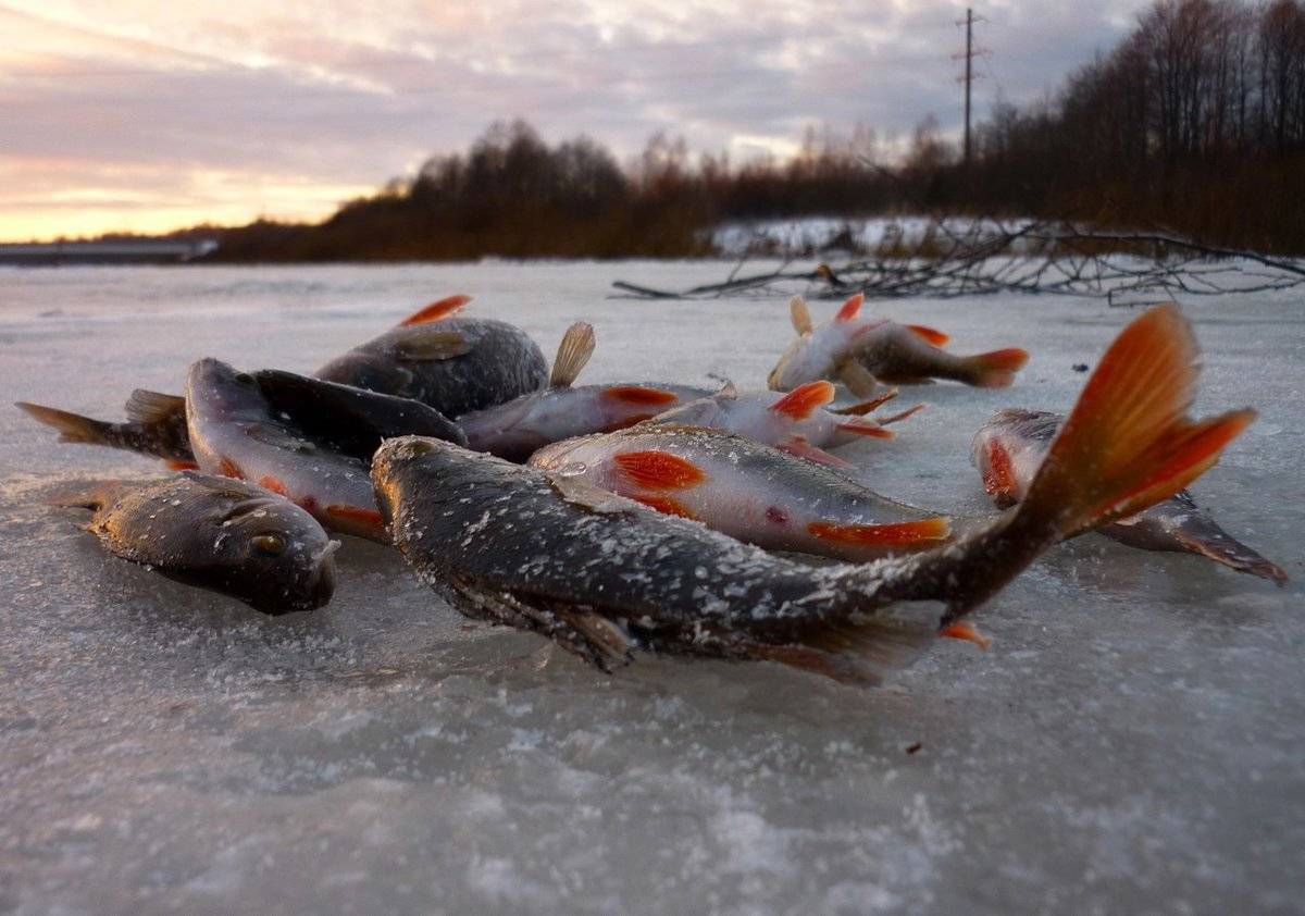 Рыбалка по первому льду – это особый праздник