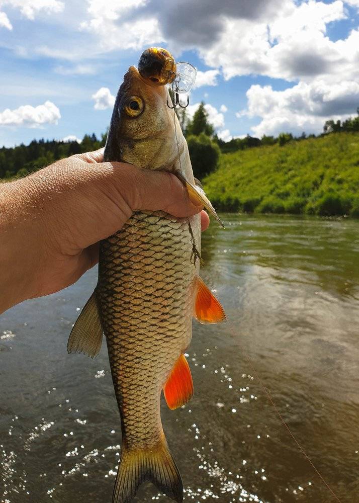 Рыбалка на угре: какая рыба водится в реке, лучшие места для ловли