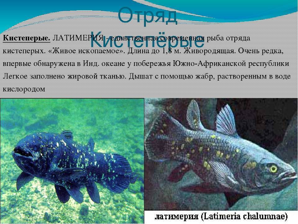 Где обитает латимерия: описание кистеперой рыбы, сохранившейся благодаря естественному отбору