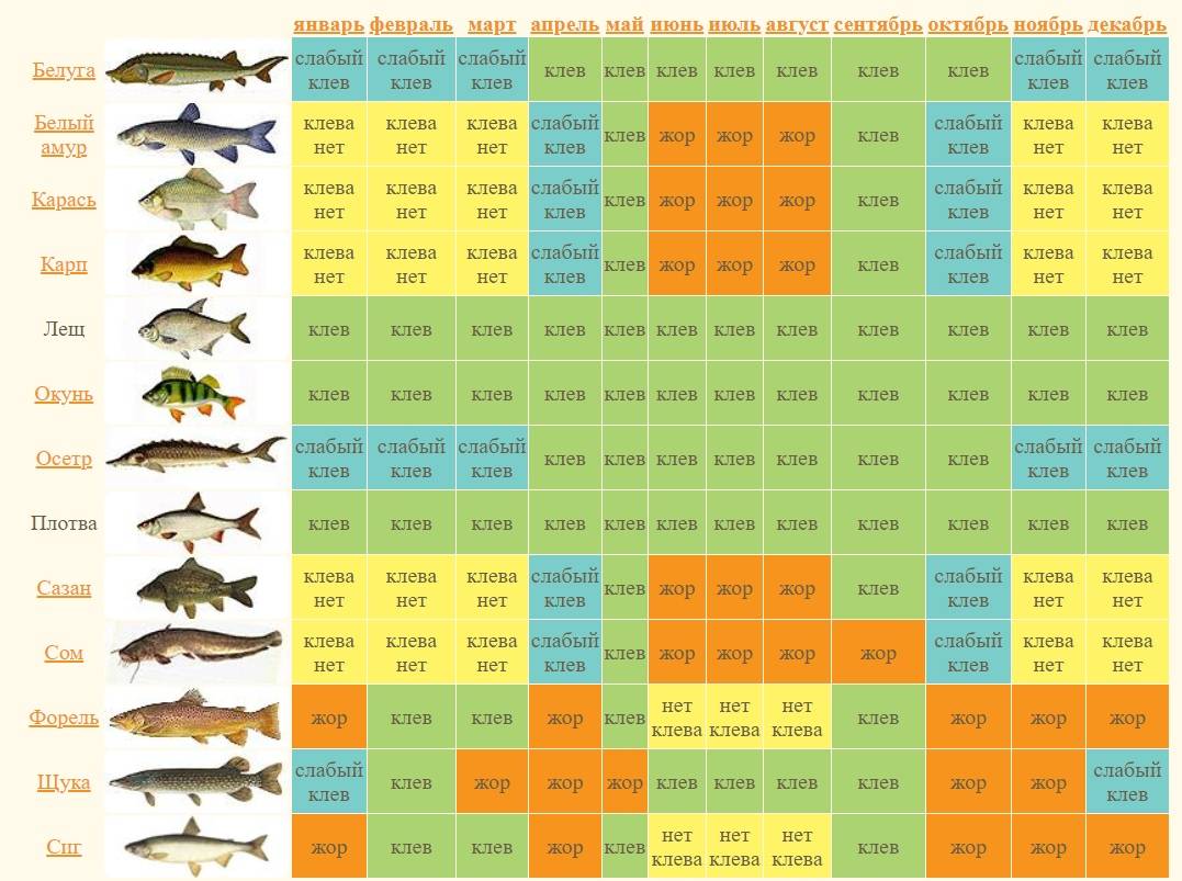 Лунный календарь рыболова на август 2022 – клев мирной и хищной рыбы!