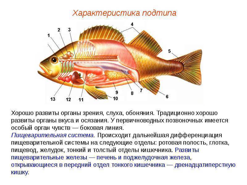 Органы чувств у рыб