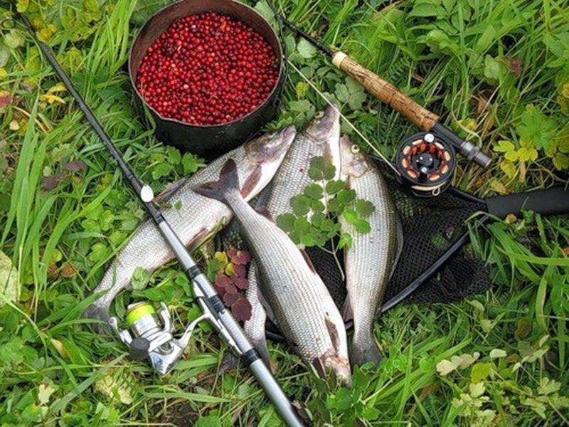 Рыбачим на оке — обзор уловистых мест и особенности рыбалки