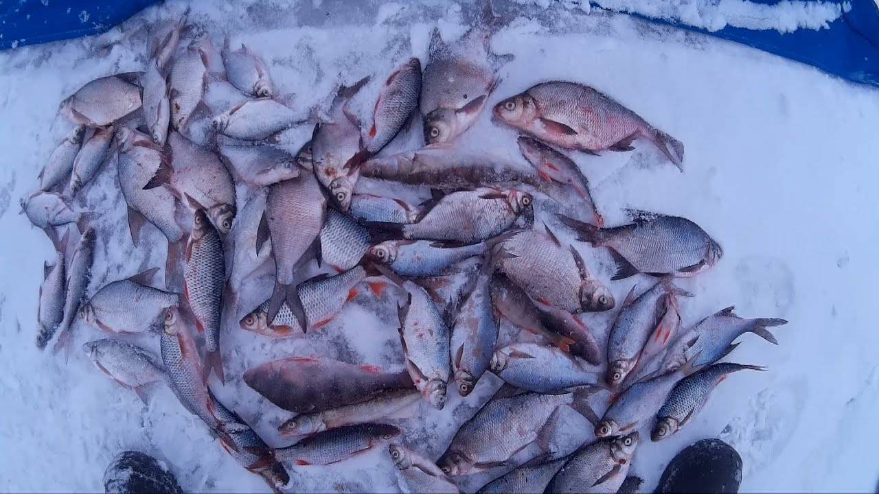 Рыбалка на яузском водохранилище: лучшие места, какую рыбу можно поймать