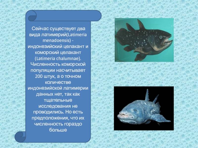 Рыба латимерия