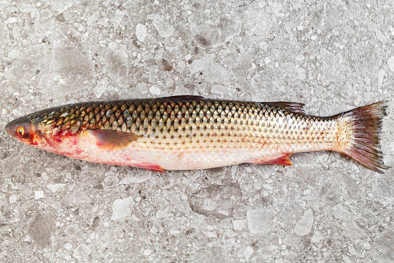 Рыба пеленгас - вкусная и нежная :: syl.ru