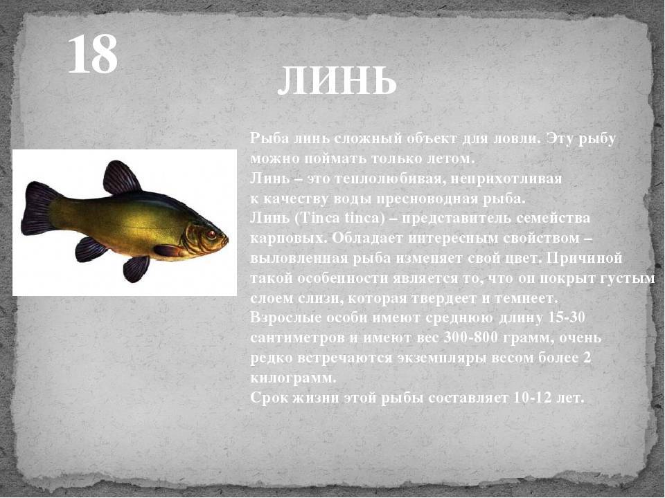 Рыба линь: описание, образ жизни, разновидности, секреты ловли, интересные факты о рыбе