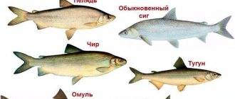 Как выглядит и где водится в россии рыба омуль