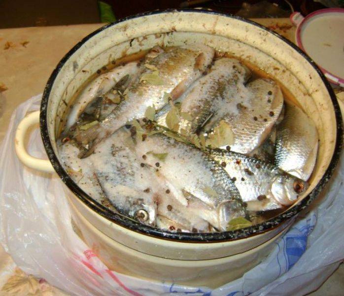 Как солить стерлядь в домашних условиях, вкусные рецепты приготовления соленой рыбы