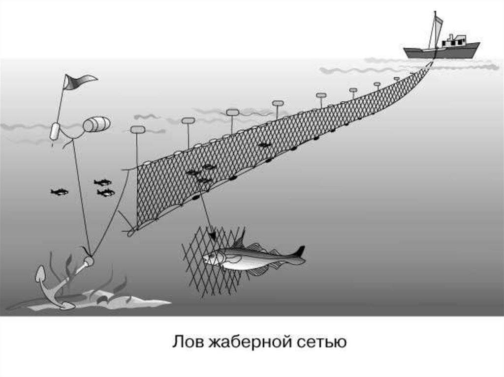 Большой улов на рыбалке: что нужно предпринять рыболову, чтобы поймать много рыбы