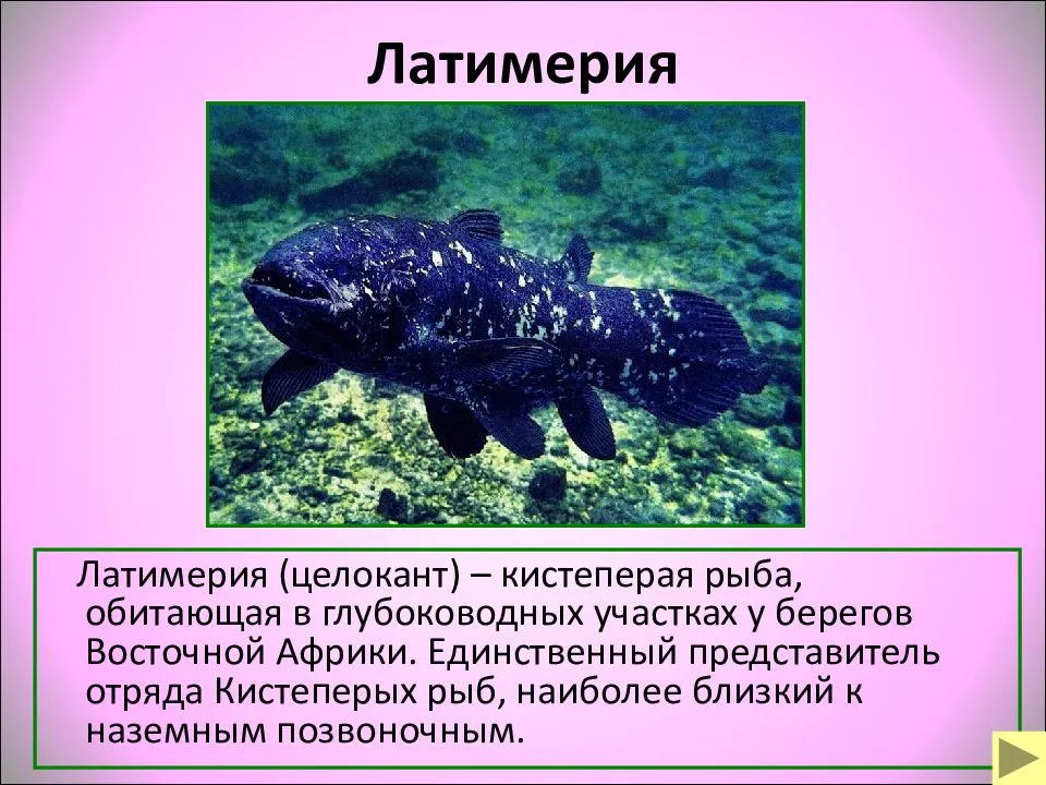 Латимерия - живое ископаемое рыбы - origins.org.ua