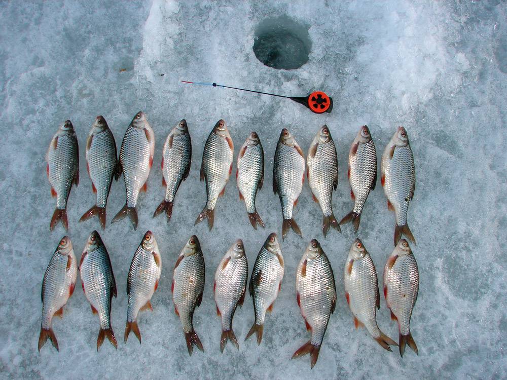 Удачная рыбалка — снасти, тактические приемы для ловли леща на течении зимой