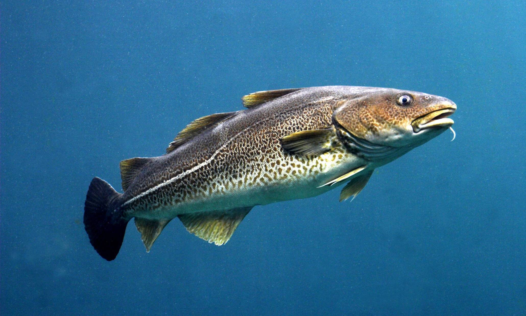 Атлантическая треска  — что это за рыба, чем полезна и как ее готовить?