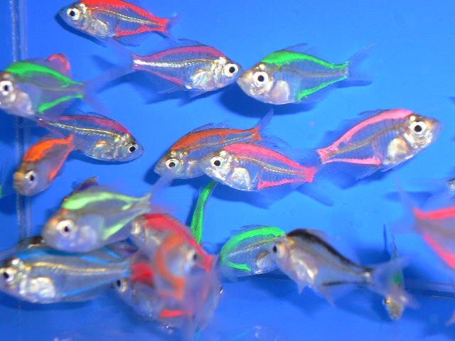 Искусственно окрашенный стеклянный окунь. цветная анатомия стеклянного окуня аквариумная рыбка неоновый окунь