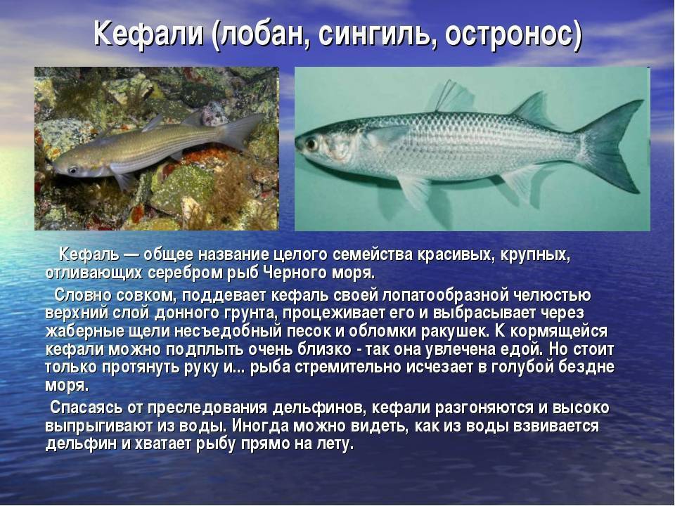 Кефаль: фото рыбы, описание, чем полезна, ловля кефали, места обитания, как приготовить