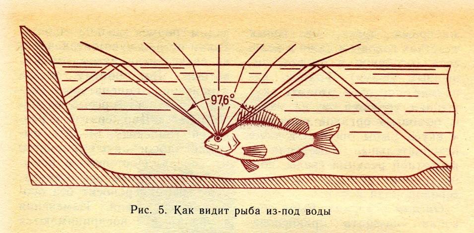 Все о рыбах: интересные факты и особенности знака зодиака :: инфониак