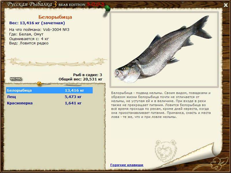 Описание белорыбицы: среда обитания, питание и размножение рыбы нельмы, способы ловли