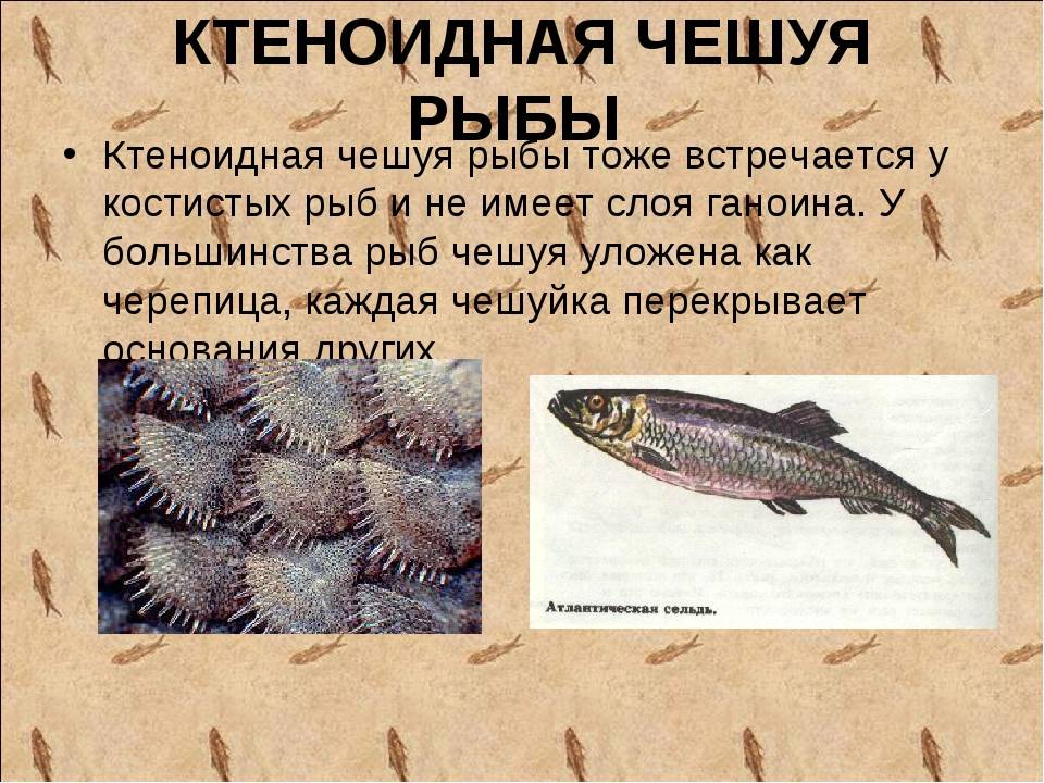 Рыба без чешуи: список с названиями и фото, обработка
