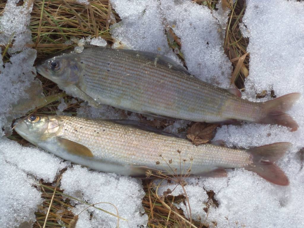 Рыбалка на ангаре зимой или весной: какая рыба водится, особенности ловли