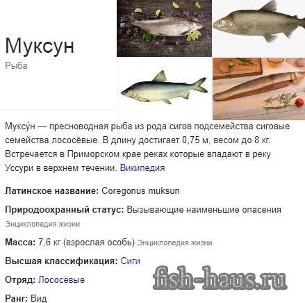 Муксун - редкий представитель семейства лососевых рыб