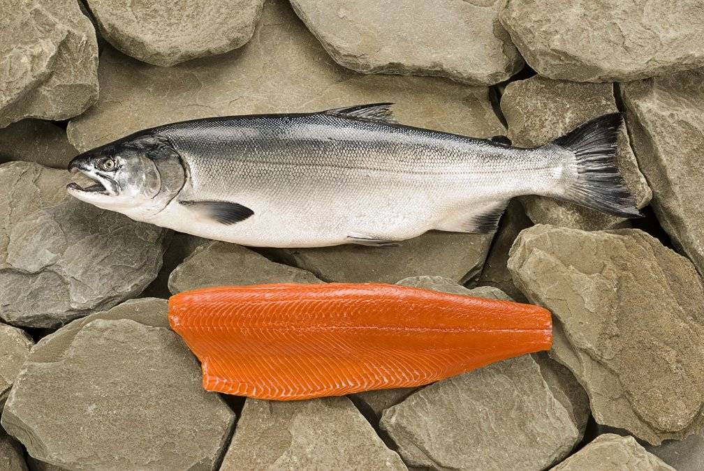 В чём польза и вред рыбы нерки из семейства лососевых