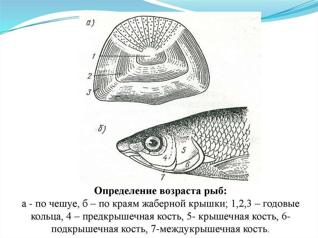 Возраст и размер рыбы - статьи о рыбалке