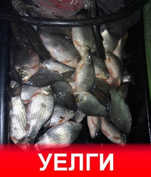 Озеро уелги рыбалка. Озеро Уелги зимняя рыбалка. Оз Уелги Челябинской области. Уелги озеро в Челябинской области. Уелги Карп.
