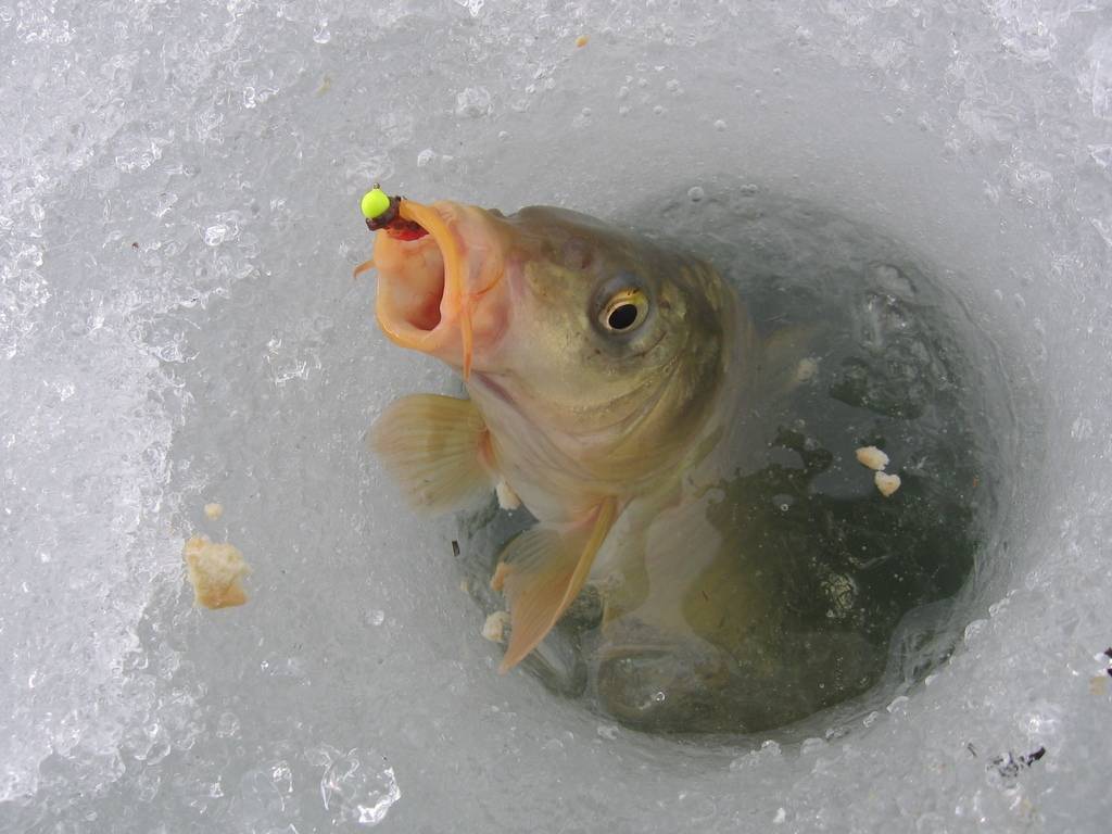 Ловля карпа зимой - читайте на сatcher.fish