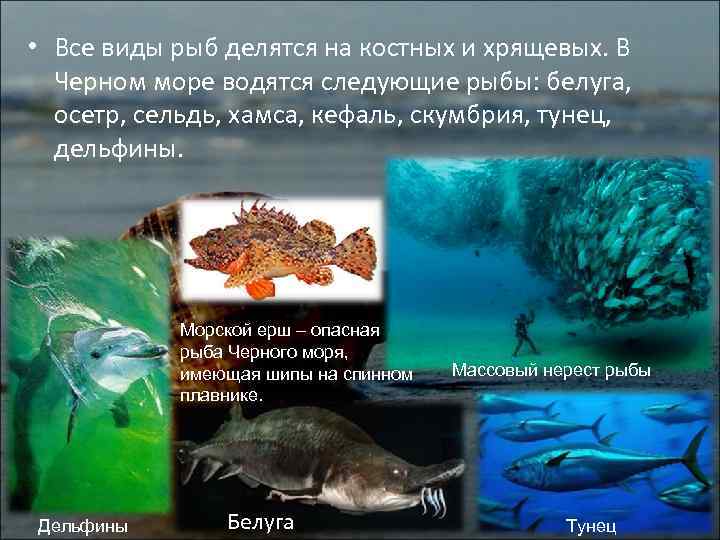 5 cамых опасных обитателей Черного моря