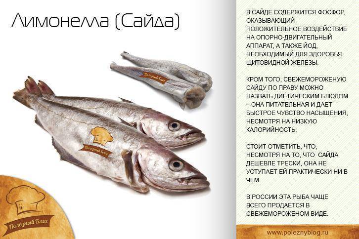 Рыба пикша — польза и вред