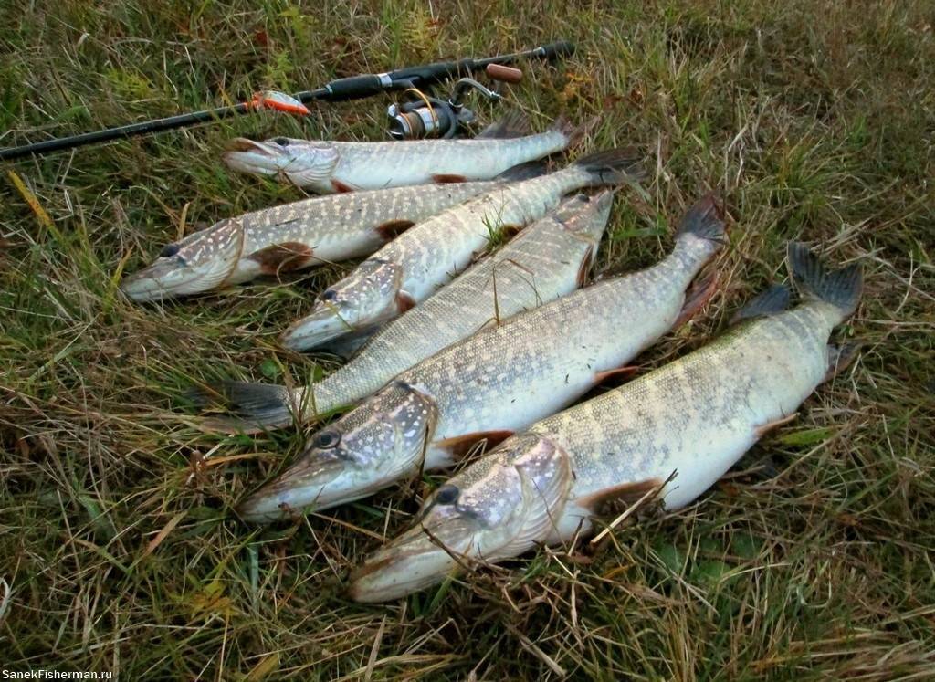 Рыбалка в кировской области бесплатно