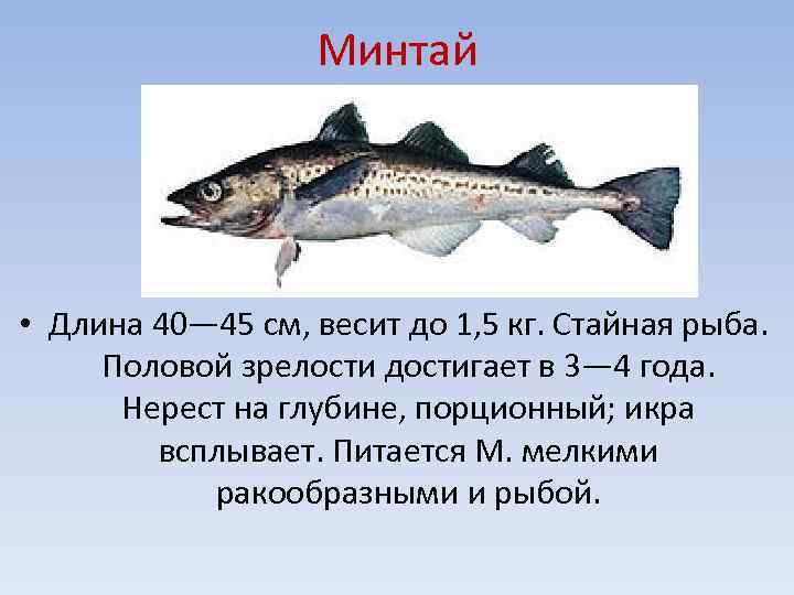Рыба сопа: описание, питание, среда обитания и интересные факты :: syl.ru