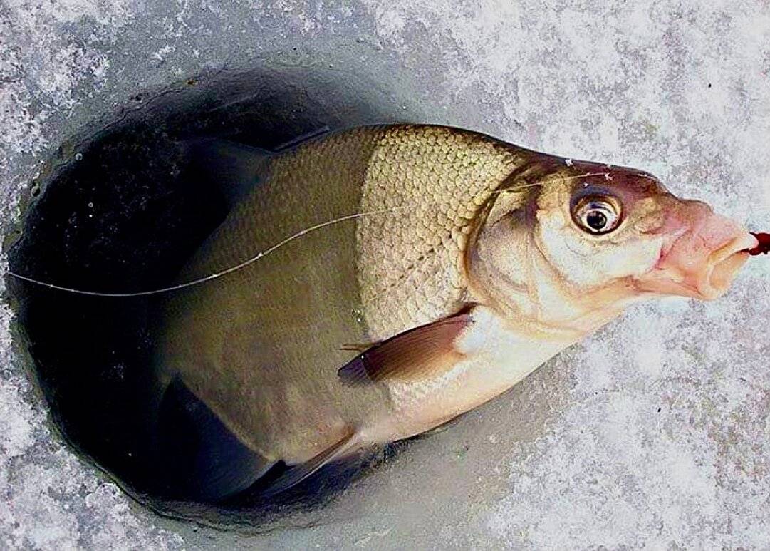 Рыбалка в марте: какая рыба ловится и где ее искать