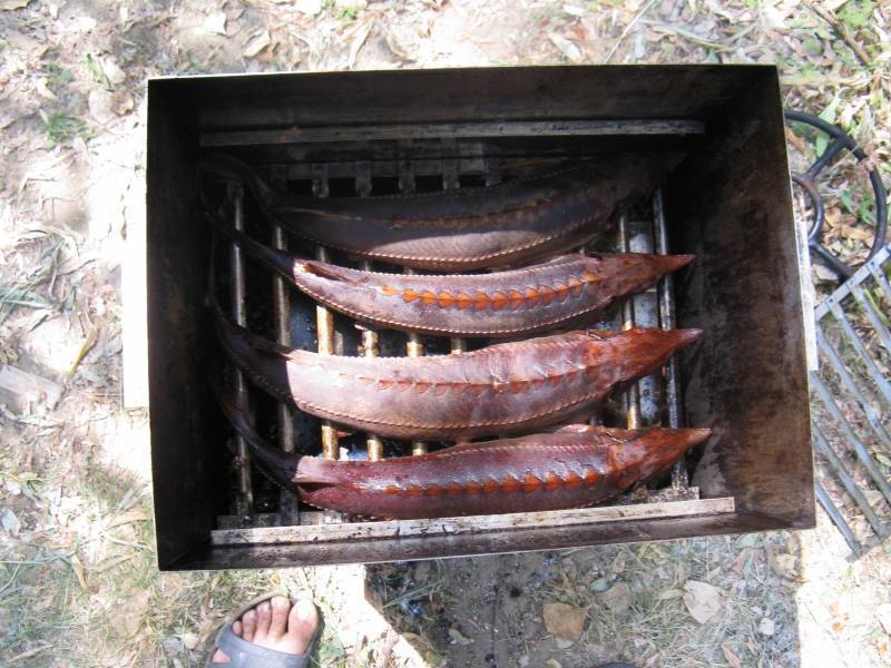 Осетр горячего копчения - все про рыбалку